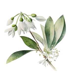 ÖH Boku - Schneeglöckchenbaum Blüte
